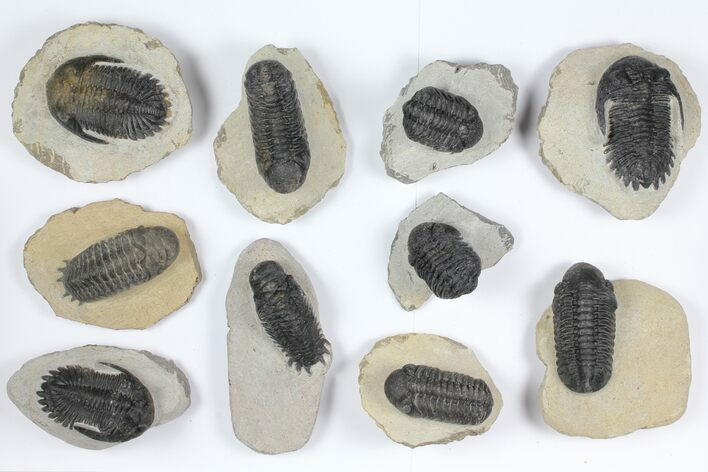 Lot: Assorted Devonian Trilobites - Pieces #92158
